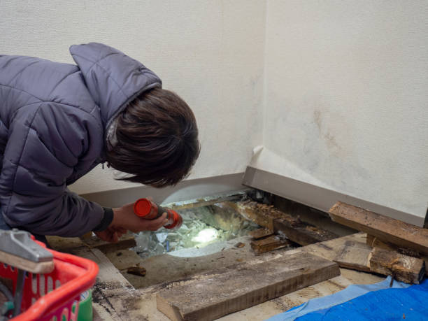 Best Industrial Mold Remediation  in Chapel Hill, TN