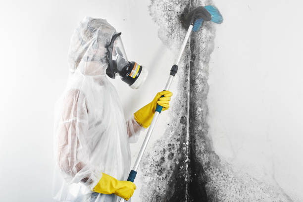 Best Mold Documentation for Insurance Claims  in Chapel Hill, TN