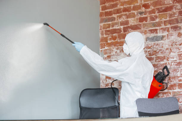 Best Basement Mold Removal  in Chapel Hill, TN
