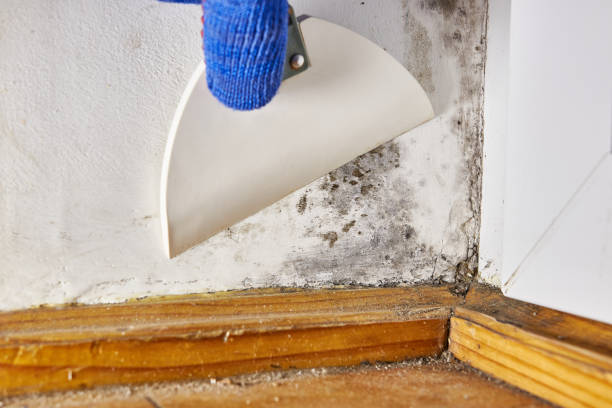 Best Post-Remediation Verification Testing  in Chapel Hill, TN